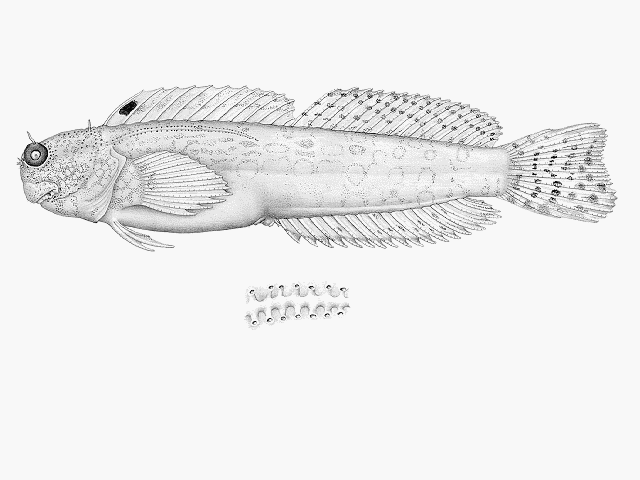 Blenniella gibbifrons (Quoy & Gaimard, 1824)